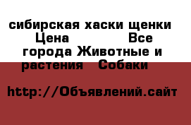 сибирская хаски щенки › Цена ­ 10 000 - Все города Животные и растения » Собаки   